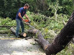 How Our Tree Care Process Works  in  Sylvester, GA