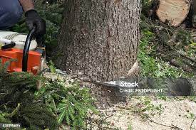 Best Lawn Pest Prevention  in Sylvester, GA