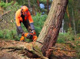 Best Arborist Consultation Services  in Sylvester, GA