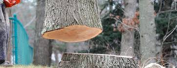 Best Tree Preservation Services  in Sylvester, GA