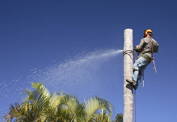 Best Utility Line Clearance  in Sylvester, GA