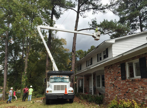 Sylvester, GA Tree Care Company