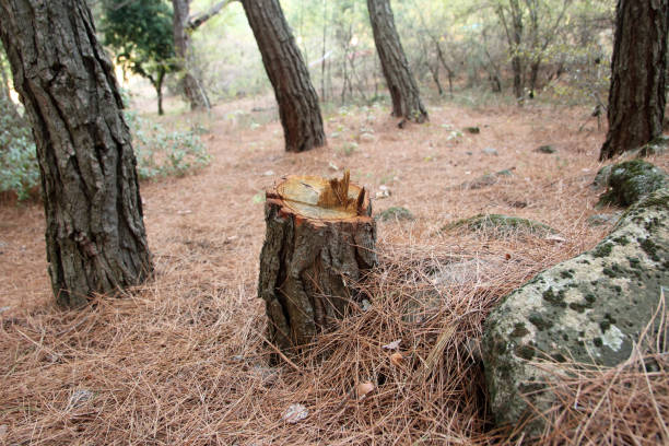 Best Tree Disease Treatment  in Sylvester, GA