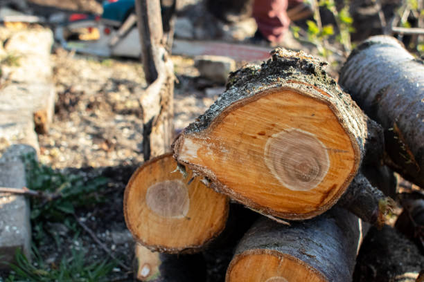 Best Tree Maintenance Programs  in Sylvester, GA