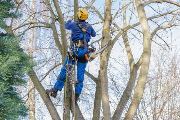 Best Emergency Tree Removal  in Sylvester, GA