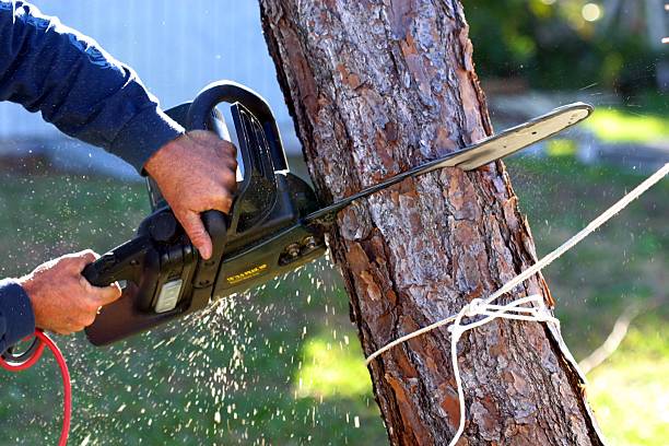 Best Lawn Renovation and Restoration  in Sylvester, GA
