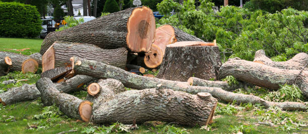 Best Lot and Land Clearing  in Sylvester, GA