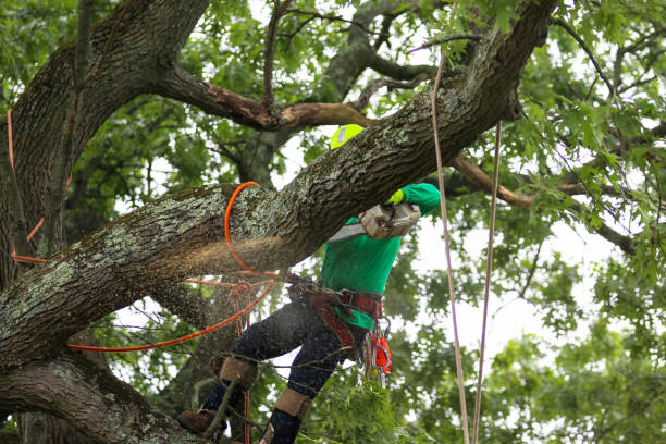 Best Mulching Services  in Sylvester, GA