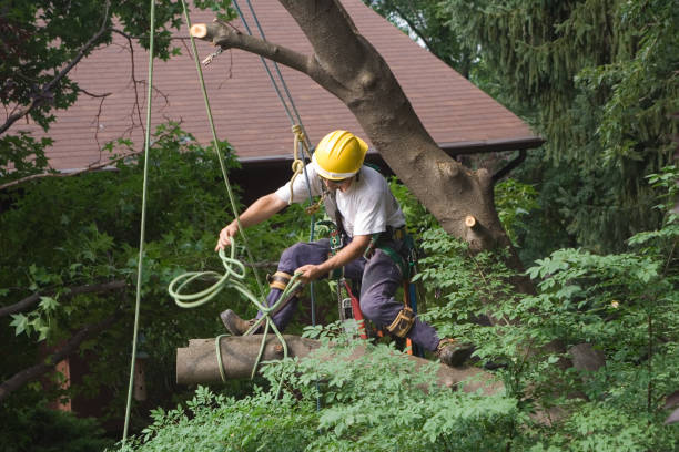 Best Fruit Tree Pruning  in Sylvester, GA
